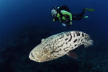 This friendly Potato Bass spent the whole die with us giving every photographer a chance to photography him.