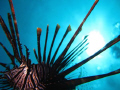 Common lion fish at arco point in bohol. shooting with my canon digital elph