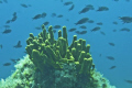 tube sponge and damselfish