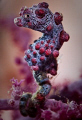 Little Pink Seahorse
Tulamben Wreck Bali
Canon 20D 100mm Macro + 500D (+2) diopter