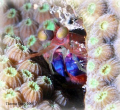 Mantis shrimp playing peek-a-boo with me.