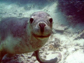 This seal was so much fun and loved the camera
Abrolhos Islands