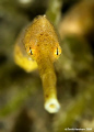 Longsnout Stick Pipefish taken with D200 and 60mm +2T diopter