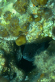 little damselfish