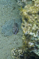 comber fish (serranus cabrilla)