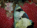 Unknown Fish, Taken in Agutayan Shoal