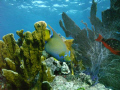 Queen angelfish Molassas Reef, Key Largo, Florida.  Taken with Sea & Sea DX-2G using Wide Angle wet lens; Aperture priority F11, ISO 100, YS-110a Dual Strobes with diffuser.