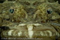 Crocodile fish in the seagrass.