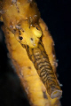 Western Australian Seahorse.  Taken at the old Robb's Jetty site.  Canon 20D 100mm Macro Lens.