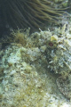 scorpion fish