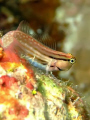 Red Sea Combtooth blenny taken at Sharksbay with Fuji f50 and fantasea nano strobe.