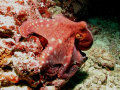 Octopus from Radhoo - Rasdhoo Atoll.
KURAMATHI MALDIVES.