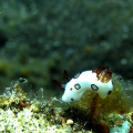 tiny nudibranch taken during advanced openwater course at sulamadaha beach, ternate - north maluku province in indonesia