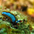 tiny thuridilla lineolata found during an ordinary afternoon dive just 10 minutes from the office...