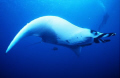 Picture taken at the Socorro Islands 250 miles south of Cabo san Lucas, with 15mm lens,nikonos 5 camera and a YS 300 strobe in May 2009