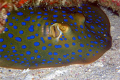 it is a blue spotted stingray related to the shark wich is why i chose that category. i had no strobe and it was resting way under a coral in the idian ocean indonesia