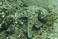 octopus vulgaris