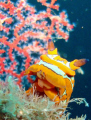 Beautiful nudibranch in an incredible place found at 137 feet in Cabo, Mexico. At that depth there is so little light that it was easy to take this photo with good lighting.