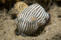 The 'Striped Pyjama Squid' (Sepioloidea lineolata) is actually a cuttlefish. Together with the blue ring octopus and flamboyant cuttlefish it is one of the few known venomous cephalopods. Nikon D80, 60mm