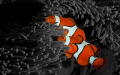 Clown Anemone Fish - Manipulated background to Black and White. 
Sony A350 - Minolta 50mm f/2.8