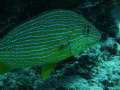 Smiling fish- Taken in Playa del Carmen, Mexico.