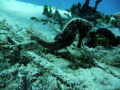 A beautiful little Seahorse doing his best to stay camouflaged.