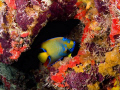 Queen angelfish, French Reef/Hourglass Cave off Key Largo, Florida.