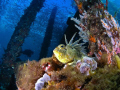 Under the Busselton Jetty. Diver in Background. Olympus C5060 Inon Wide Dome.