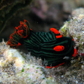 nembrotha kubaryana found during snorkeling at sulamadaha beach