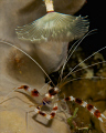 banded coral shrimp taking a shower under a feather duster.  Shot with D300 and 105mm lens.