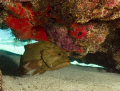 Large grouper in Sandbottom Cave, French Reef off Key Largo, Florida.