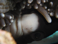 Canon Ixus 980 IS w/macro lens
Anemonefish, Lembeh, Rubble, Site:AwShucks, Sulawesi