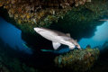 Grey Nurse Shark and Family in background.  Canon 20D Tonika 10-17