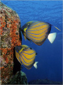 For sure the most beautiful angel fish Pommacanthus annularis. Shot at Similan Islands.