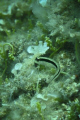 little white striped goby (no strobe)