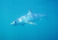 Full body Mako portrait in rare blue waters off Long Island. Shot from a cage aboard Sea Turtle Charters with a Sealife DC500 point & shoot.