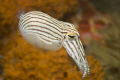 The Striped Pyjama Squid having a little swim. Nikon D80 60mm.