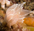 White Lined Dirona
Dirona albolineata

Northern California is awesome!  I almost forgot about the 45 degree water.