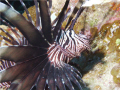 Lionfish hovering on a wreck off Nassau, Bahamas.  Sealife DC500 macro setting w/external Flash & diffuser.