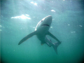 12-foot blue shark shot from below with a sunlit background.  Shot from the cage aboard Sea Turtle Charters out of Montauk, NY wih a Sealife DC500 point & shoot, basic settings.