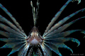This lionfish was pretty funny. I didn't realy want to take his picture but he kept on following my and being pretty protective of his space. He's been around for a while but on this dive he made it real easy to take his portret.