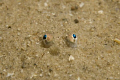 The watchful eyes of a burried sole. Nikon D80, 60mm with +2 diopter