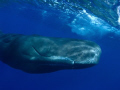 Mr Big. 
Sperm whale taken 5 miles off Dominica, Olympus 5050, Inon Dome on wide angle lens.

Natural light.