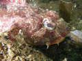 This is a closeup of a Red Irish Lord taken in Puget Sound. What is really impressive is the detail of the eye. This picture was taken using a Nikon P5100 in a Fantasea P5000 housing with Sea and Sea YS 110 strobes.