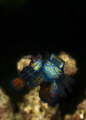 2 mandarin fish mating. a pleasantly surprising shot taken in the midst of chaos n flashes.. lol.. a long wait of 45mins for a split second picture. =) taken in lembeh straits with a compact canon g10.