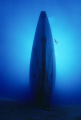 Roaring Silence
Diver explores wreck of a sunken fregate.