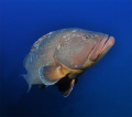 Giant grouper - Madeirense wreck. Nikon D90, Tokina 10/17.