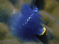 Taken Pango Cove Vila Vanuatu. The Christmas Tree Worm (Spirobranchus gigantteus) comes in an assortment of colors - yellows, reds, blues, oranges and most colors in between.