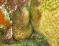 the image is of a small moray eel that I found by the side of the ship wreck the Veronica L on the Carribean side of Grenada. 
The photo was taken in May 2009.