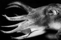 Cuttlefish hunting.  I was taking pictures of this guy for 10 minutes as he hunted.  Camera not quick enough to get a good shot of his tentacle shooting out in focus, so with a little greyscale, came up with this interesting shot